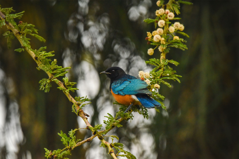 Birds of Africa