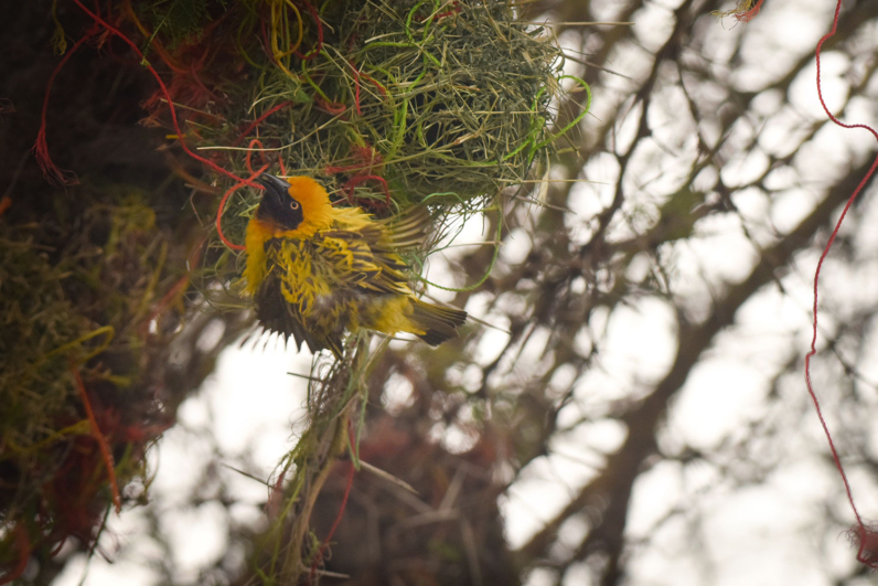 Birds of Africa