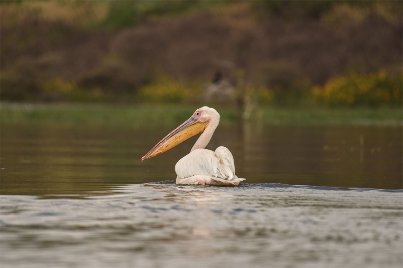 Birds of Africa