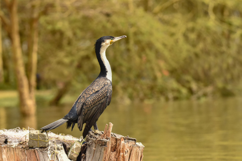 Birds of Africa