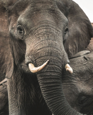 Elephant Photography