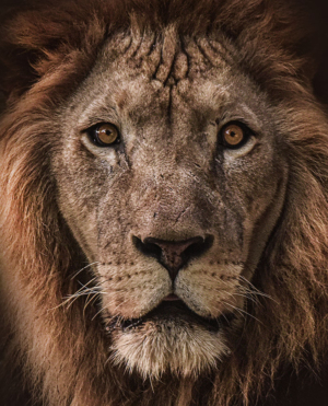 Lion Photography