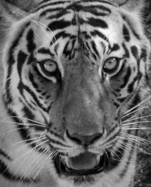 Tiger Photography