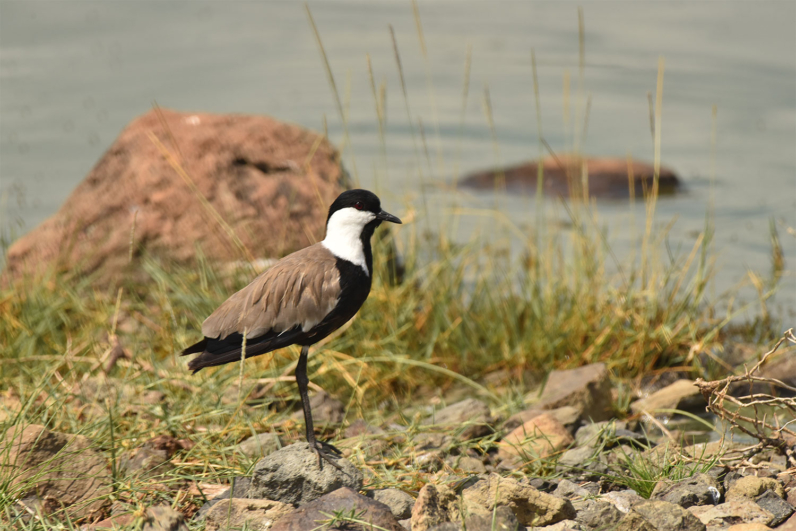 Birds of Africa