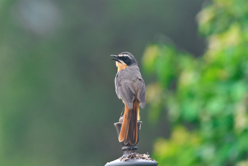 Birds of Africa