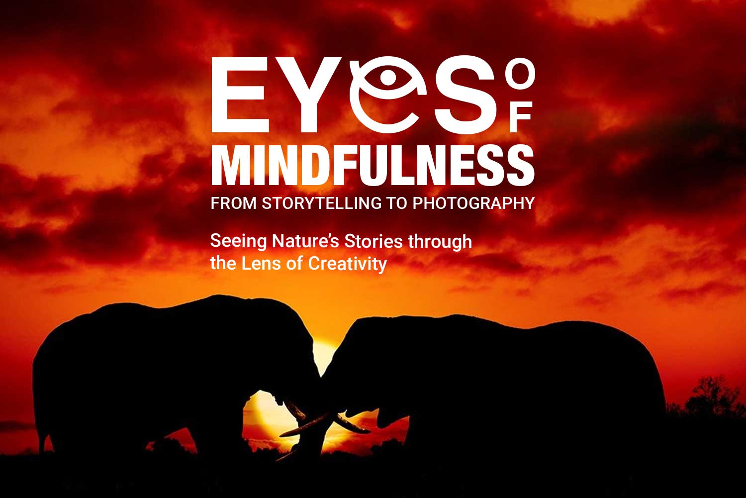 Eyes of Mindfulness: Seeing Nature’s Stories through the Lens of Creativity – From Storytelling to Photography