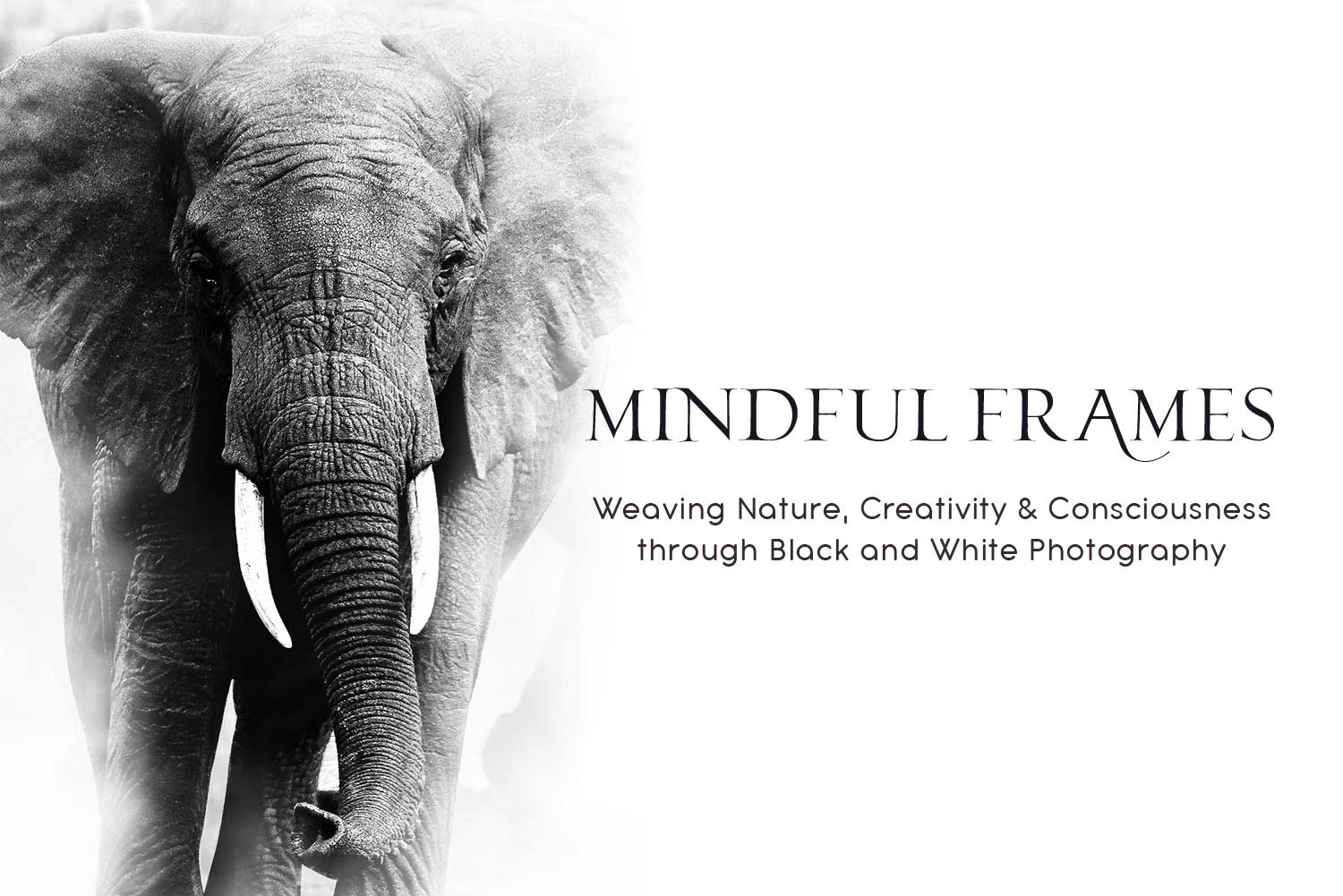 Mindful Frames: Weaving Nature, Creativity & Consciousness through Black and White Photography