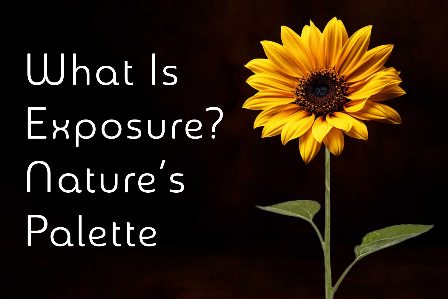 What Is Exposure? Nature’s Palette: Expressing Conscious Creativity Through Photography