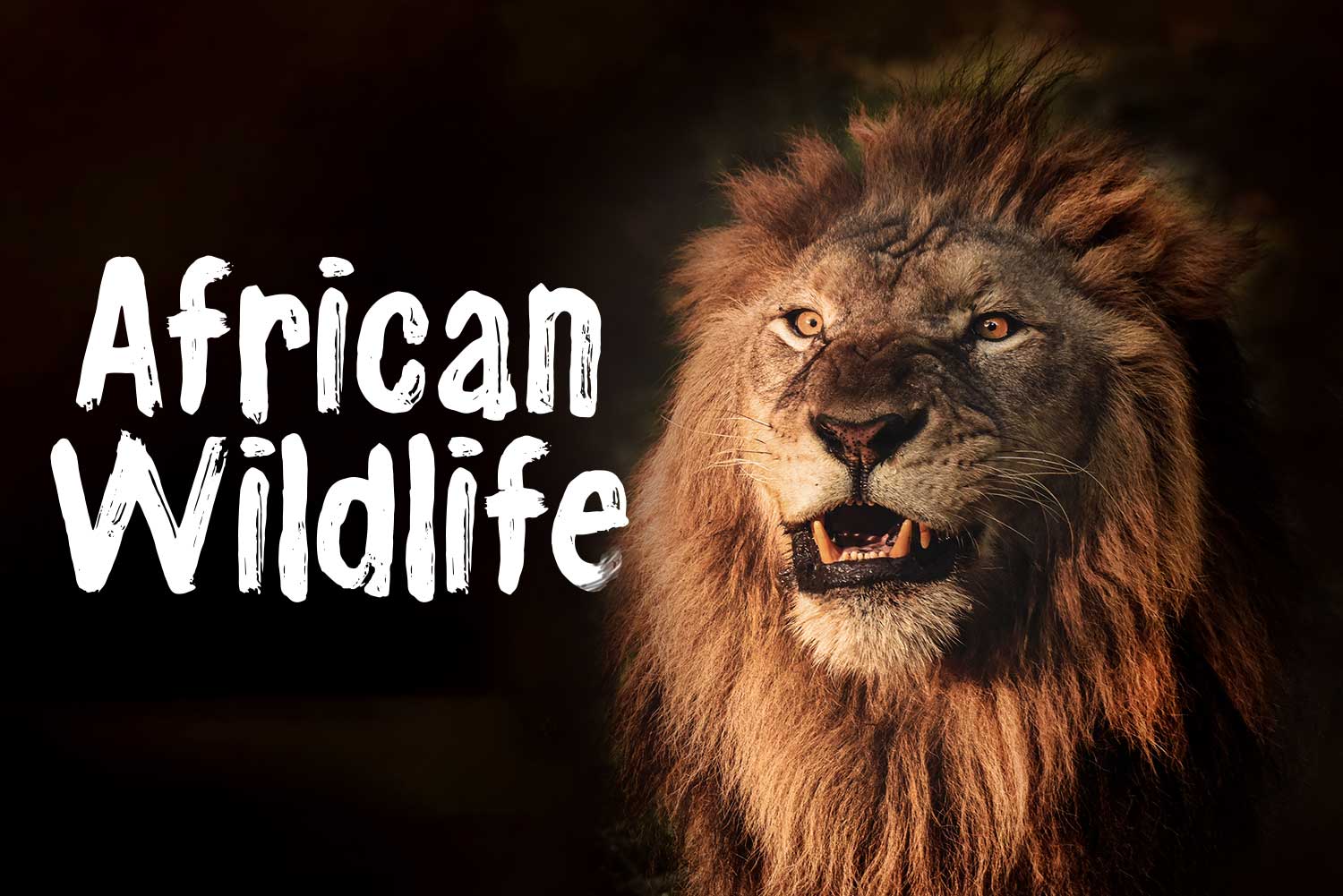 The Enchanting Beauty of African Wildlife: A Natural Wonder