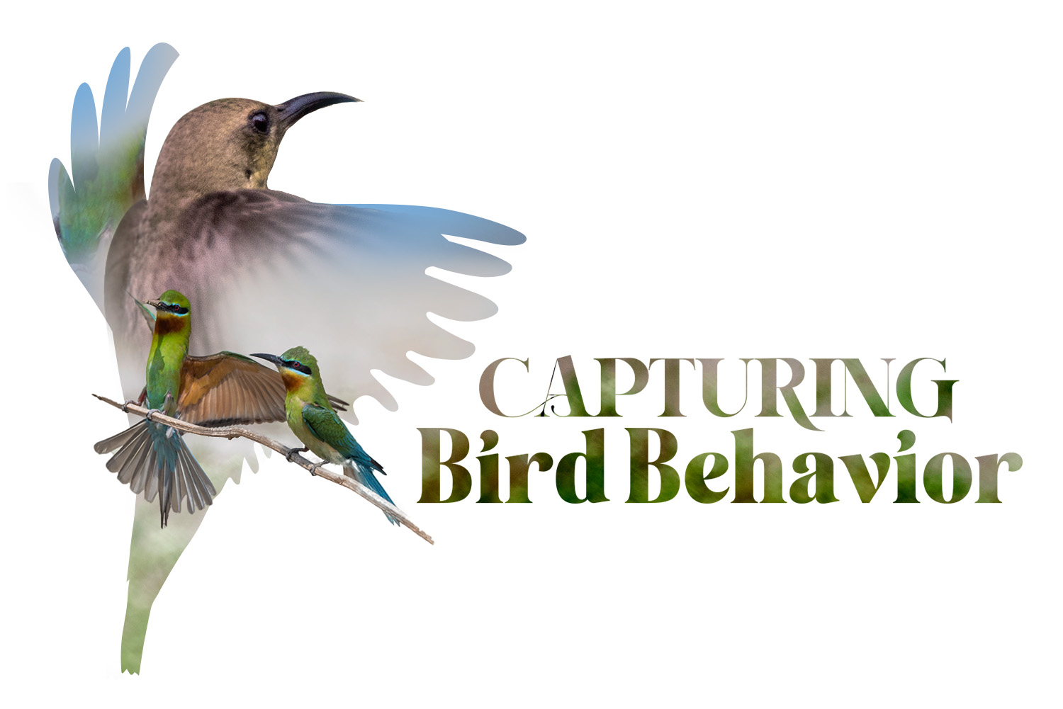 Capturing Bird Behaviour: A Fascinating Glimpse into Avian World