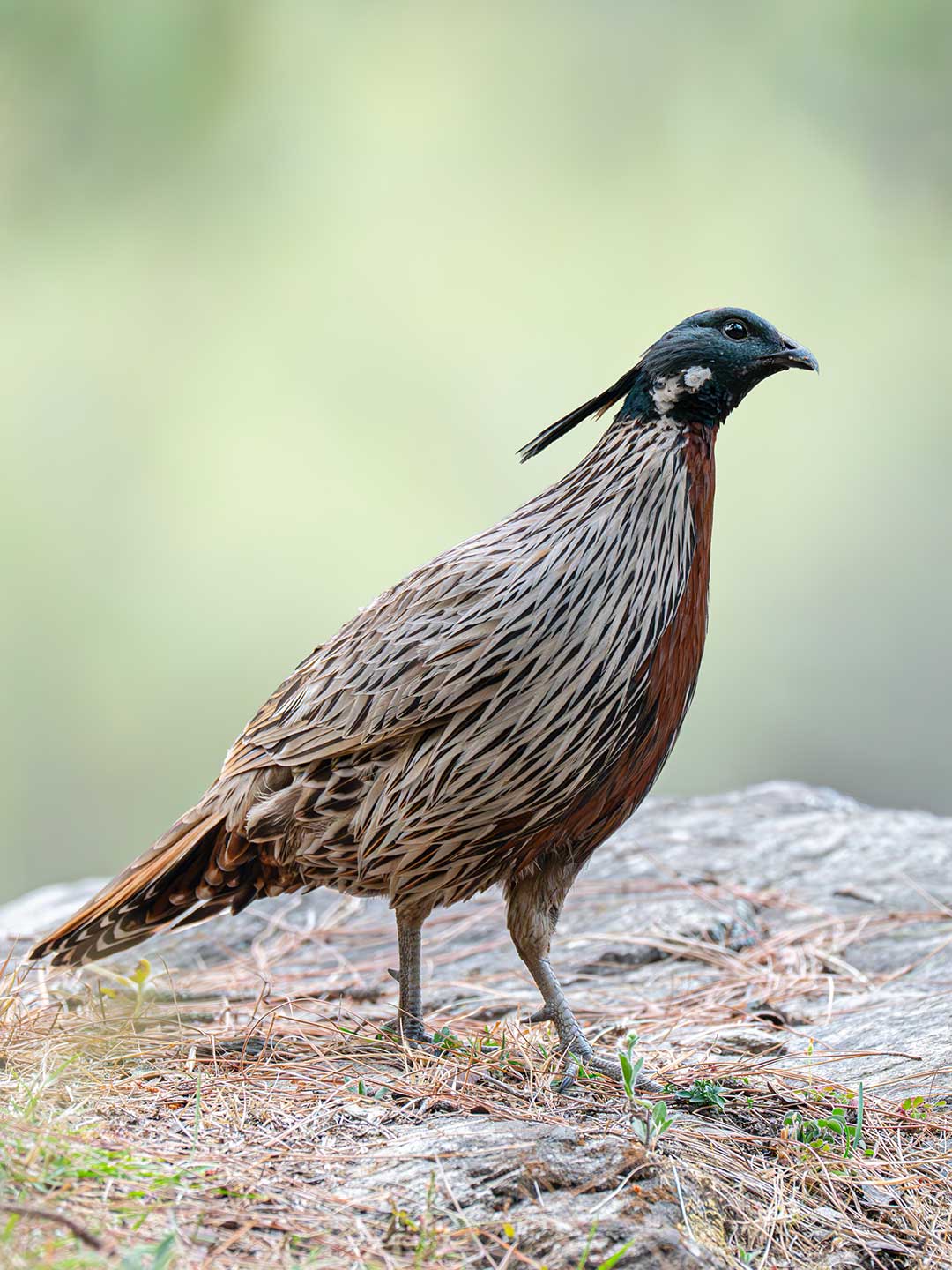 Koklass Pheasant