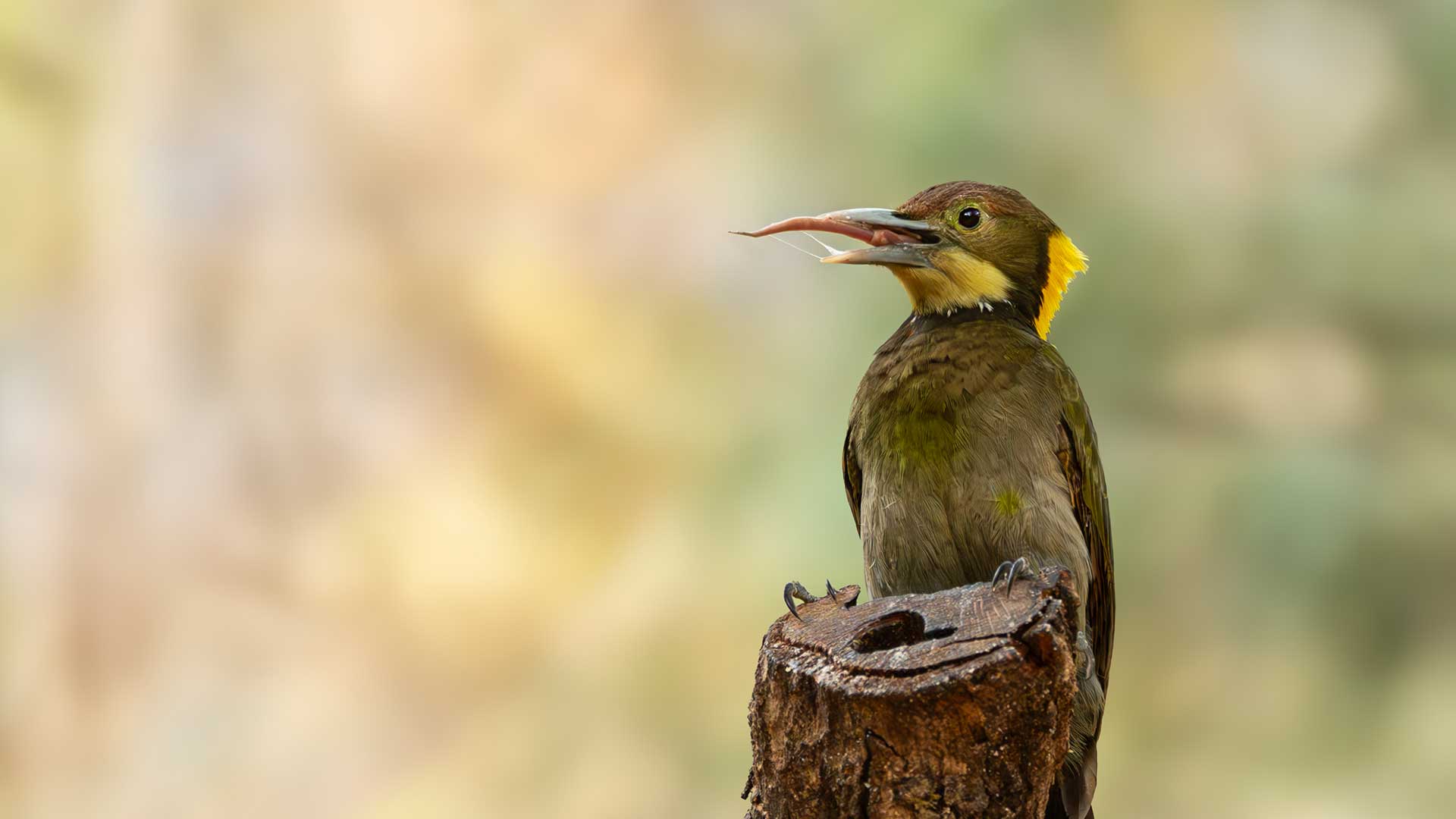 Lesser Yellownape