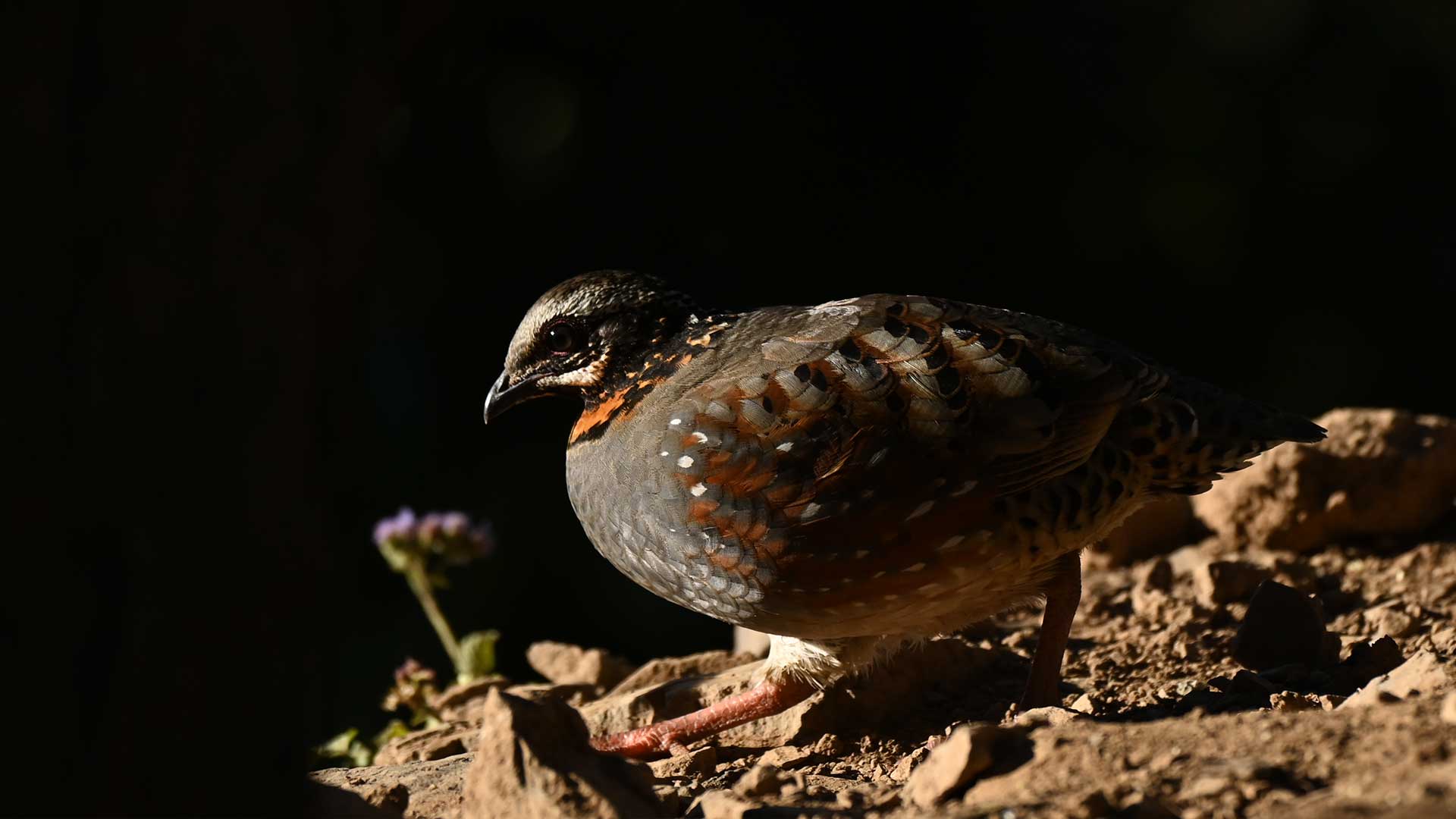 Rufous-throated Partridge
