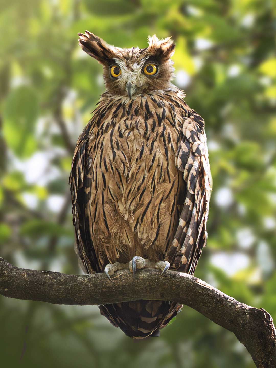 Tawny-fish Owl