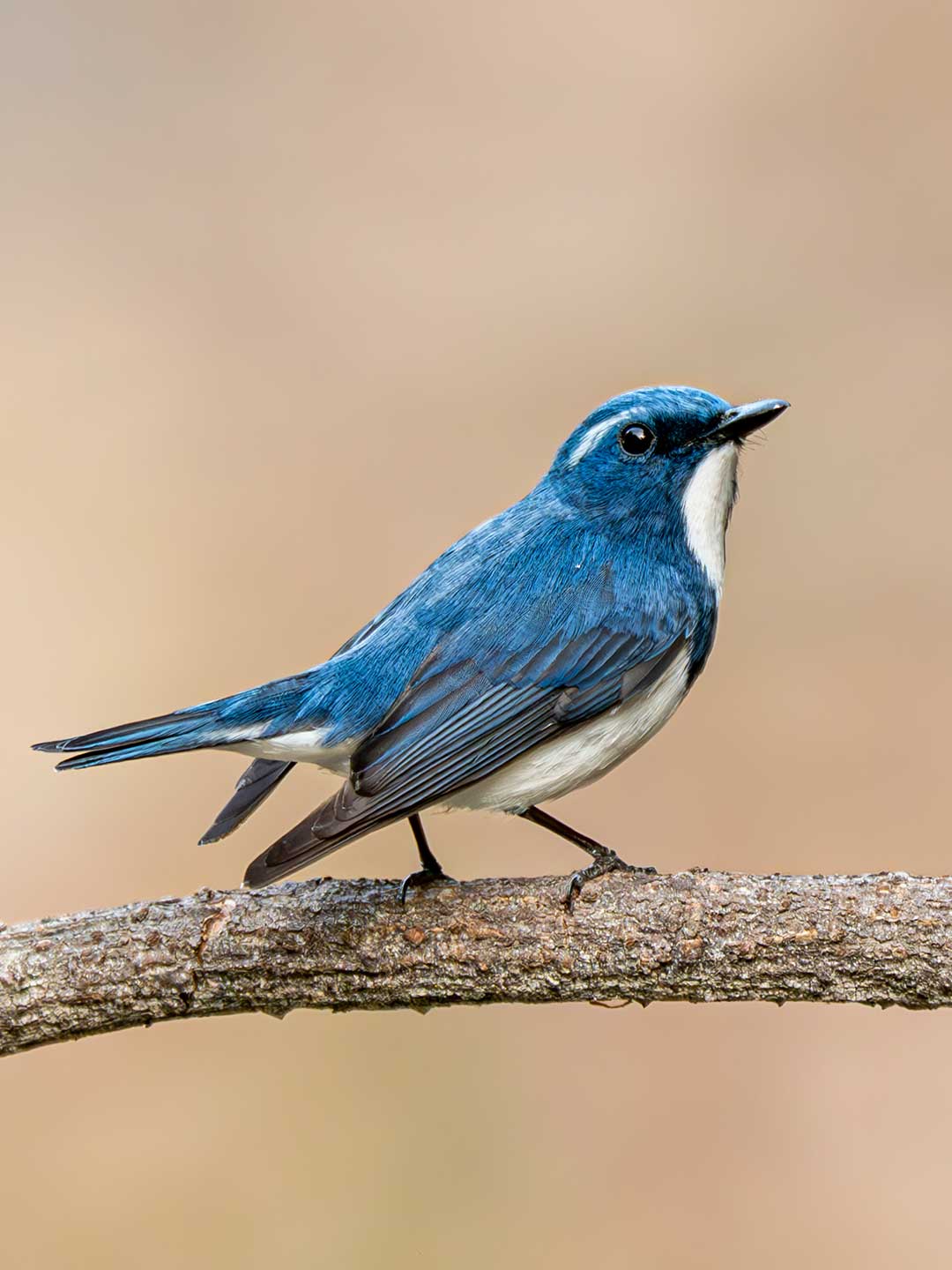 Ultramerin Flycatcher