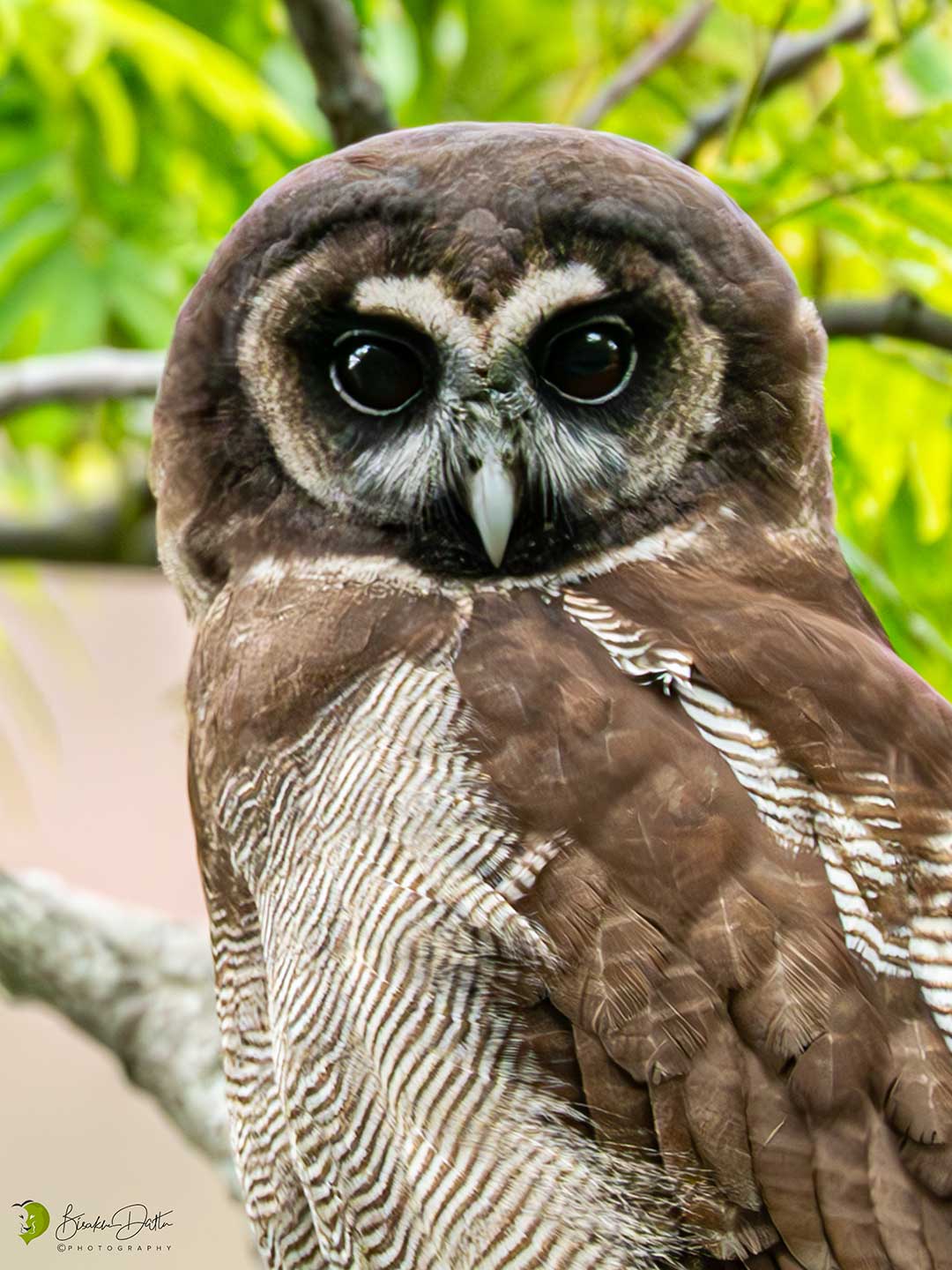 Brown-wood Owl